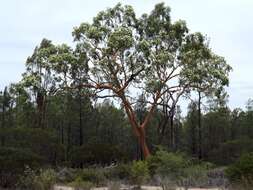 Angophora leiocarpa (L. Johnson ex G. Leach) K. R. Thiele & P. Y. Ladiges的圖片