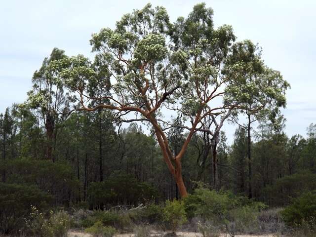 Angophora leiocarpa (L. Johnson ex G. Leach) K. R. Thiele & P. Y. Ladiges的圖片