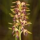 Image of Fringed midge orchid