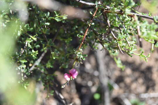 Image of Indigofera nigromontana Eckl. & Zeyh.