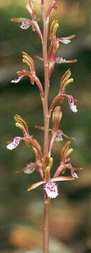 Image of Pacific coralroot