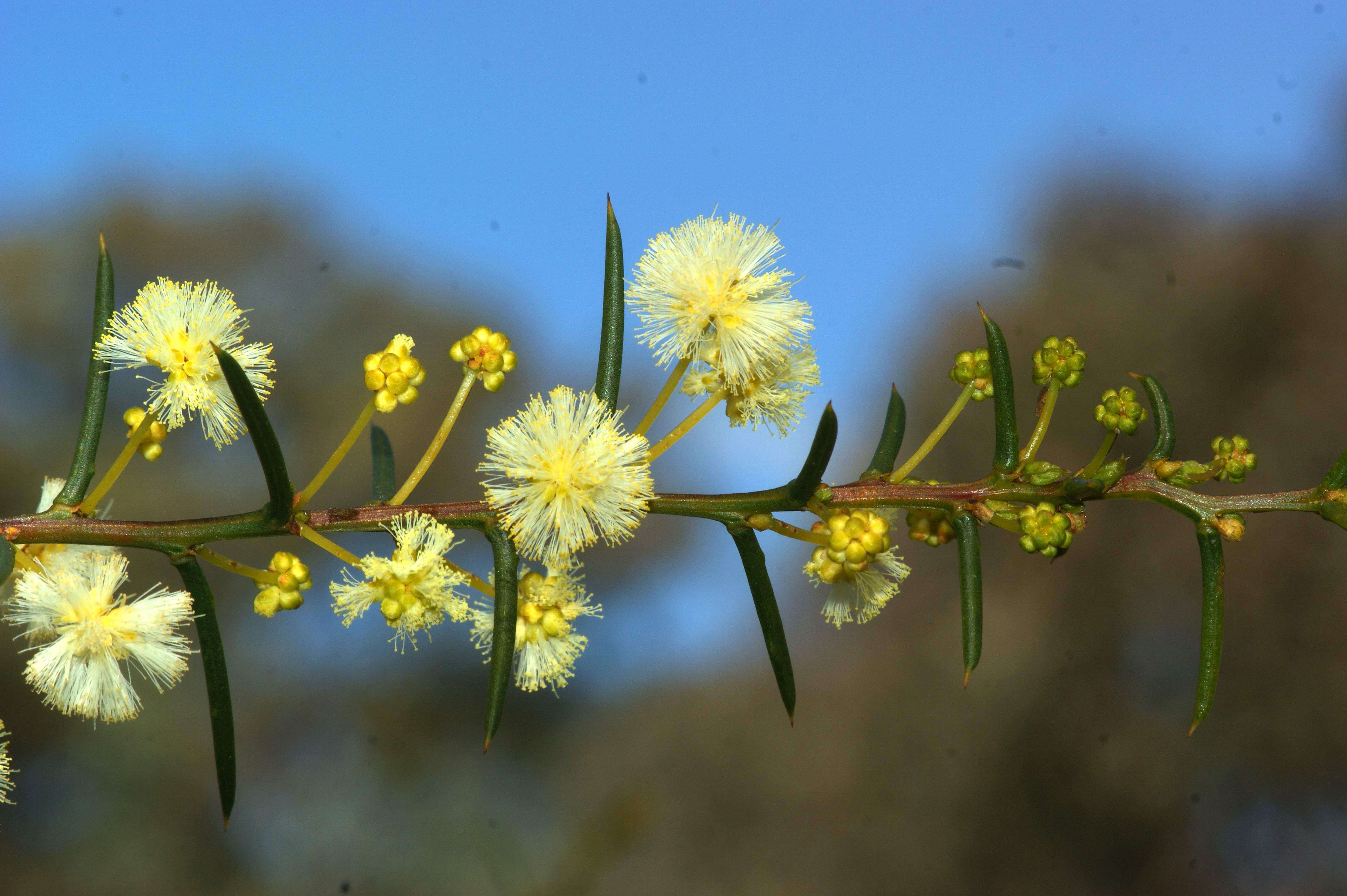 Image of early wattle