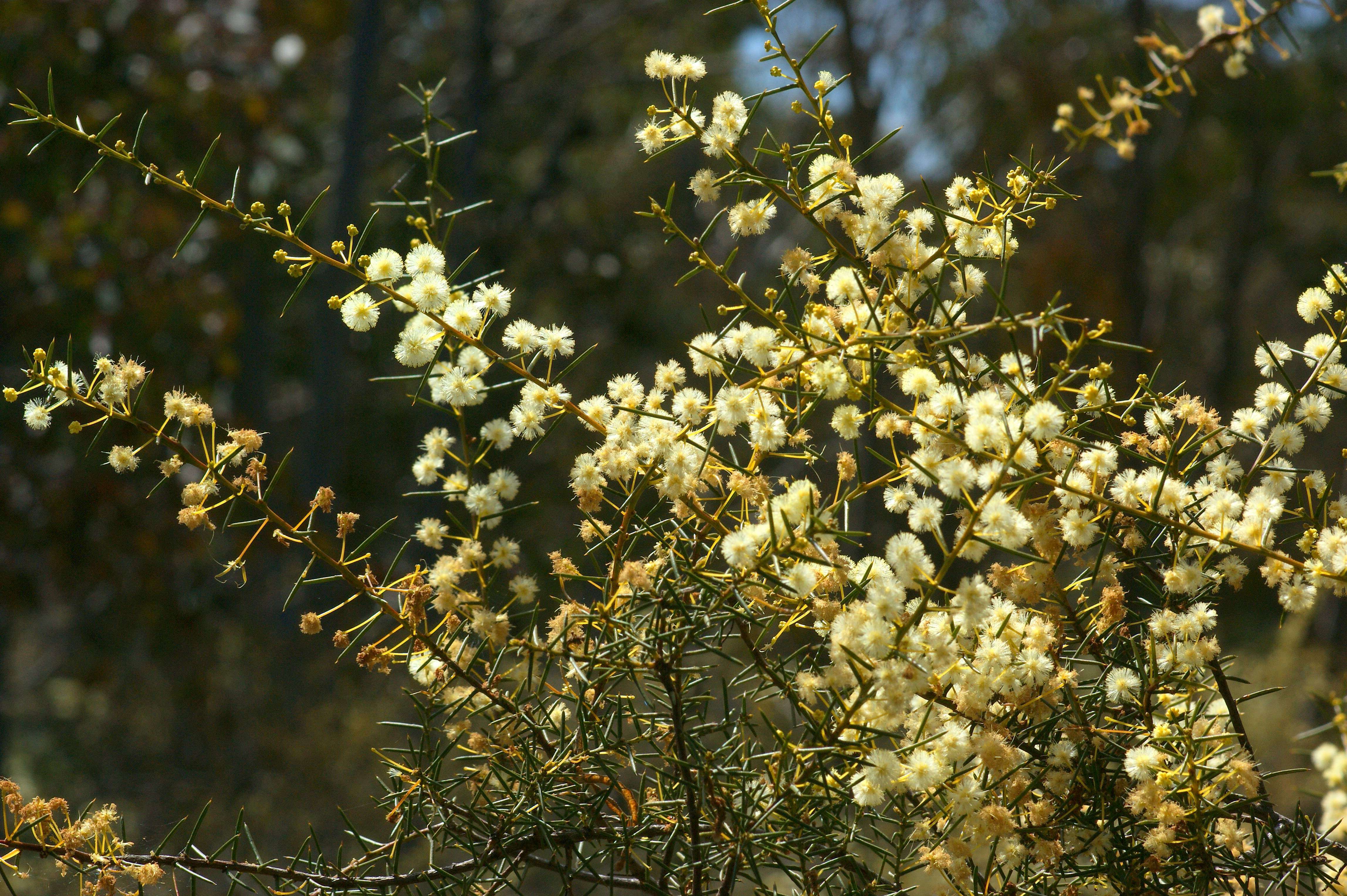 Image of early wattle