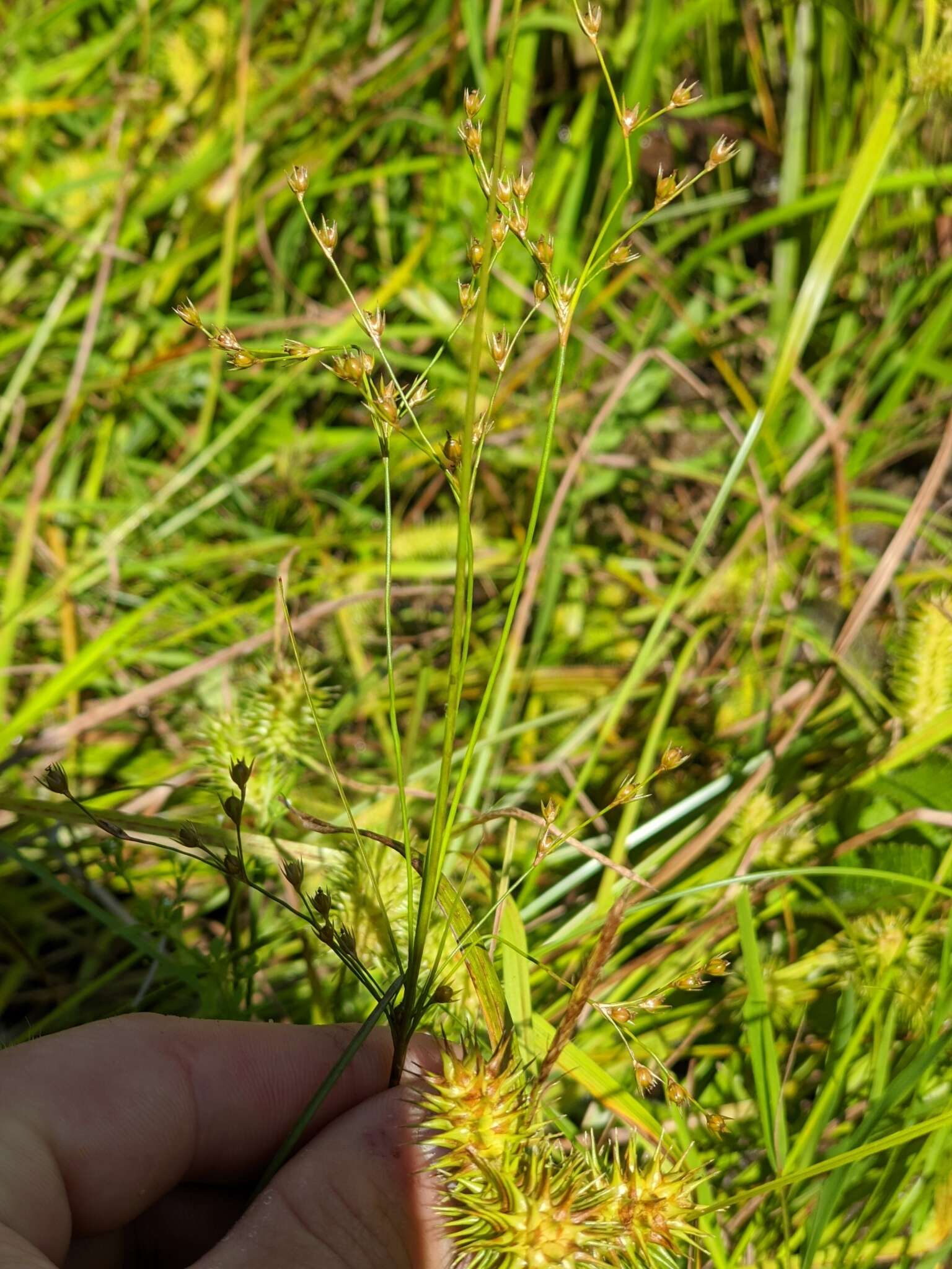 Слика од Juncus anthelatus (Wiegand) R. E. Brooks