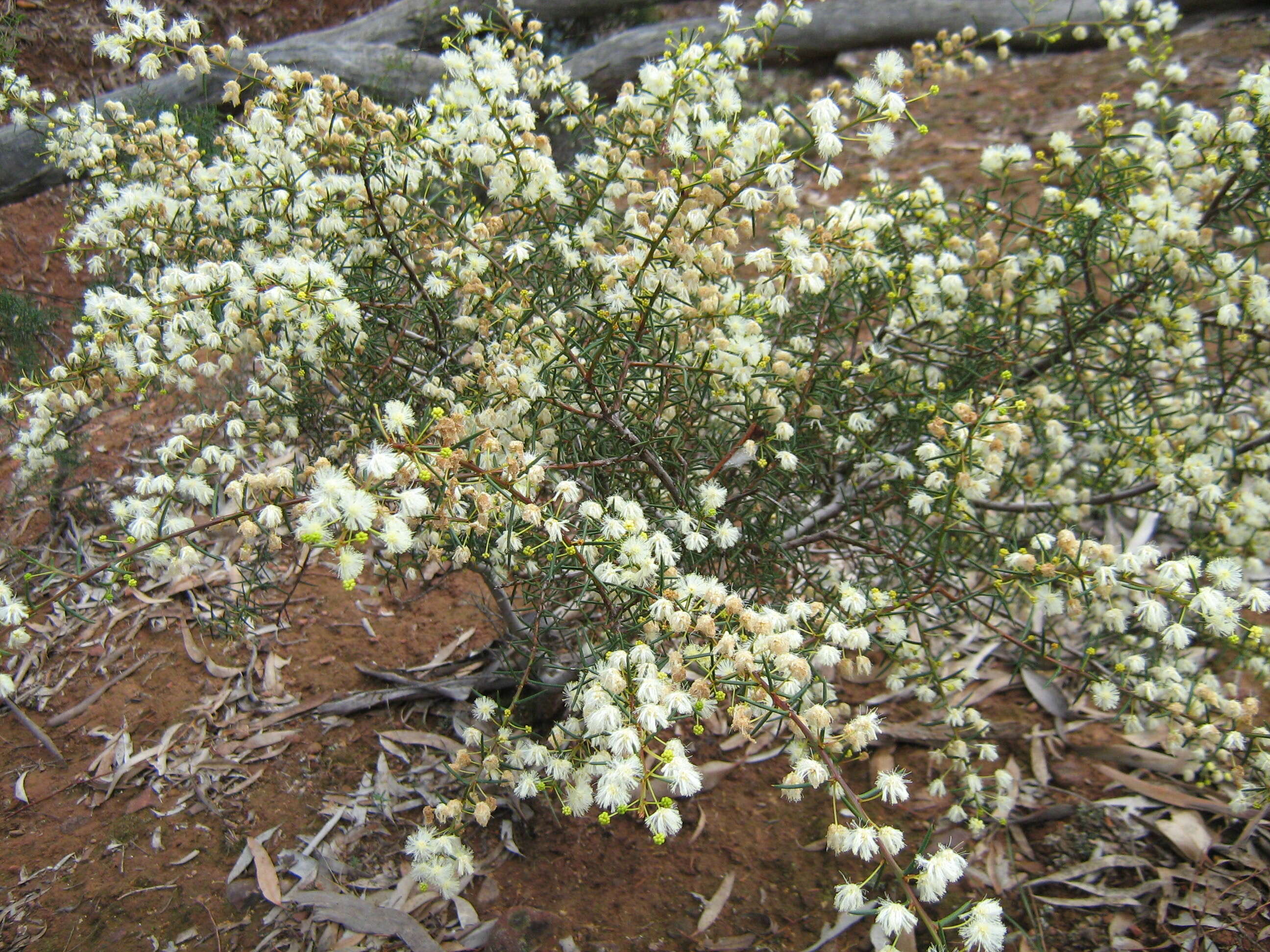 Image of early wattle