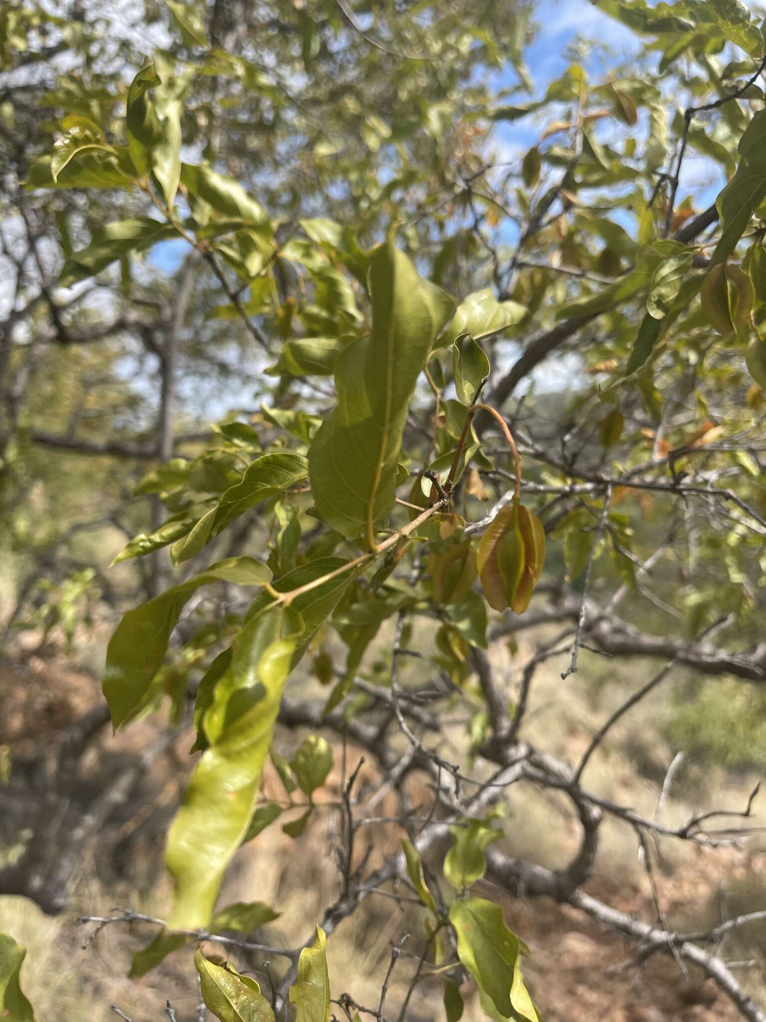 Imagem de Combretum apiculatum subsp. apiculatum