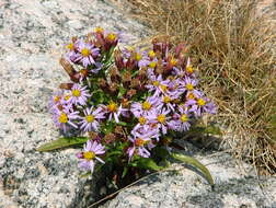 Image of sea aster