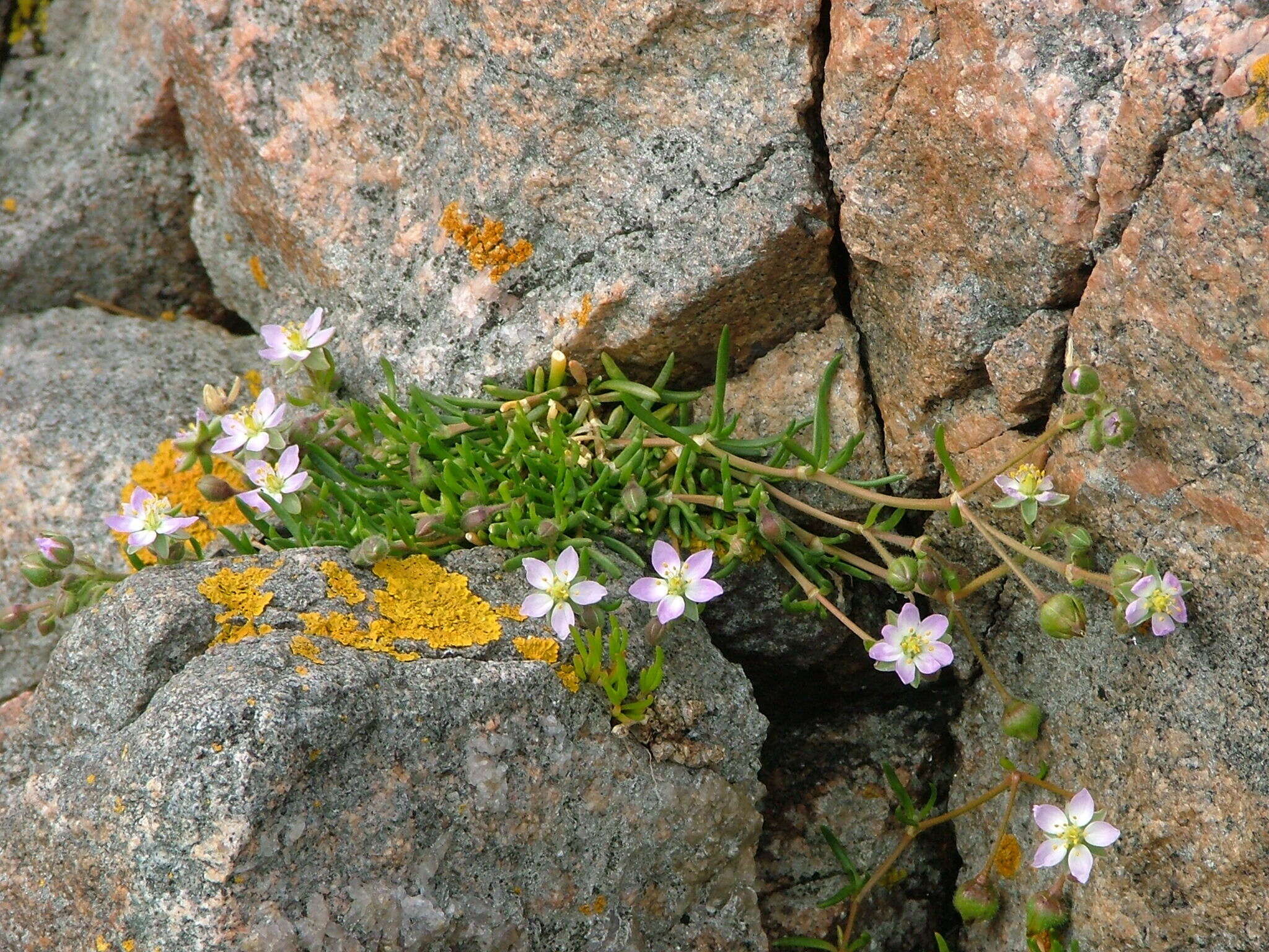 Image de spergulaire marginée