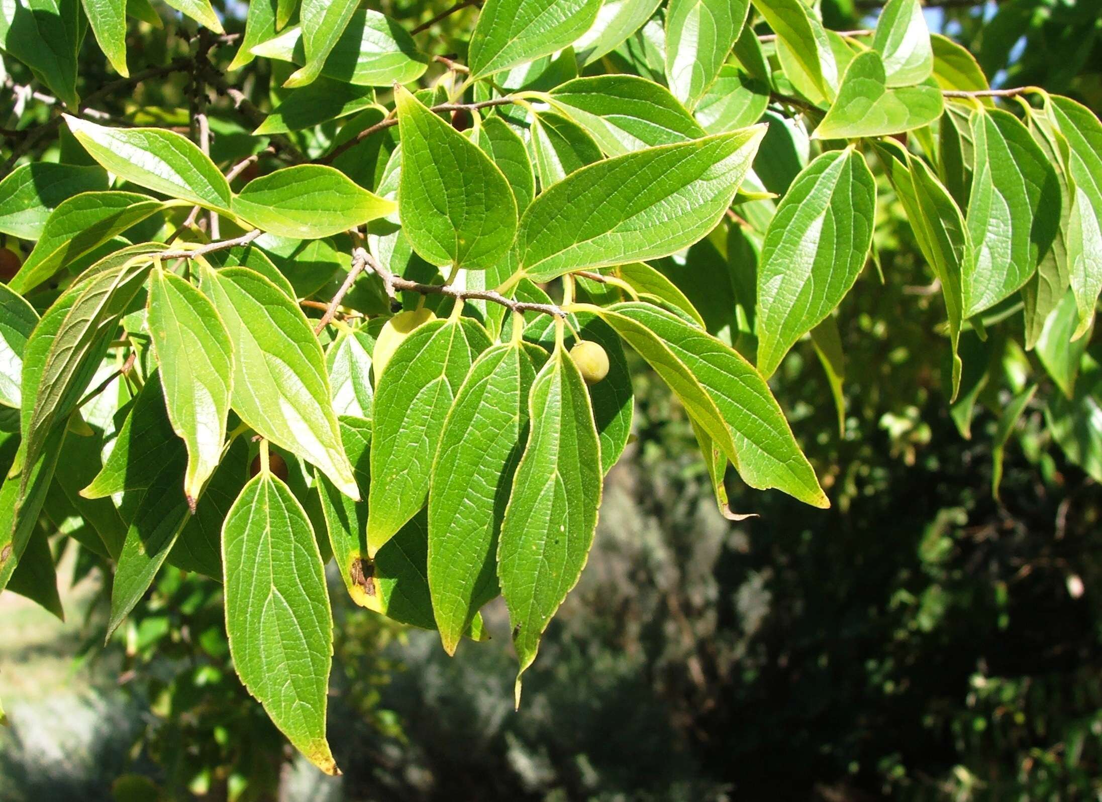 Image of Common celtis