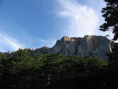 Image of Japanese Red Pine