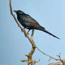 Image of Somali Chestnut-winged Starling