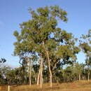Image of Eucalyptus leptophleba F. Müll.