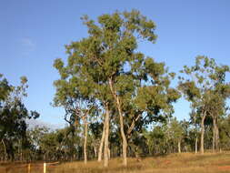 Image de Eucalyptus leptophleba F. Müll.