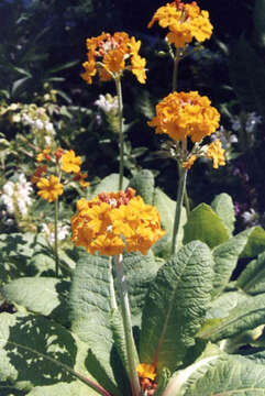 Primula bulleyana Forrest resmi