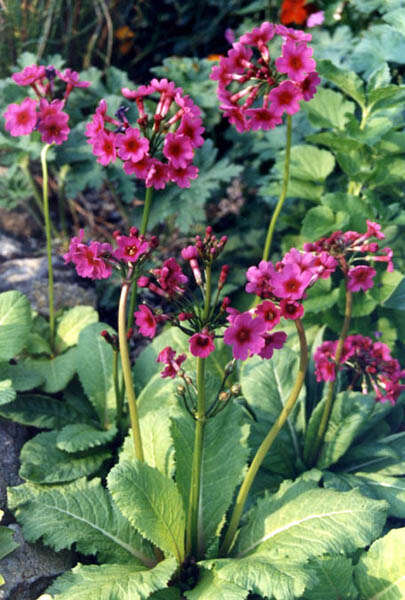 Primula bulleyana subsp. beesiana (Forrest) A. J. Richards resmi