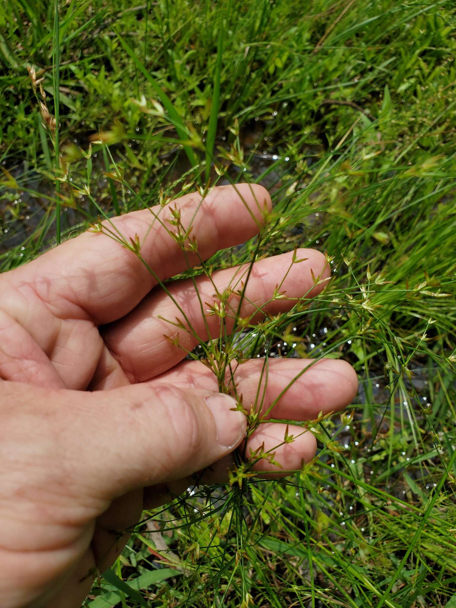 Imagem de Juncus diffusissimus Buckley