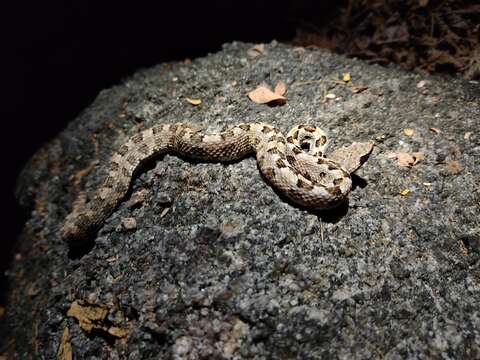 Image of Dunn's Hognose Viper