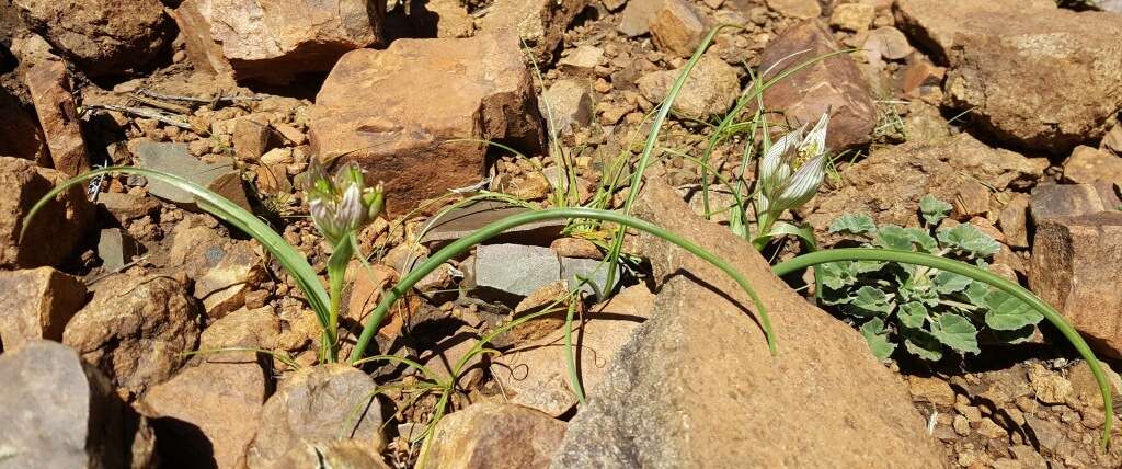 Image of African crocus