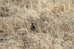 Image of Sumba Buttonquail