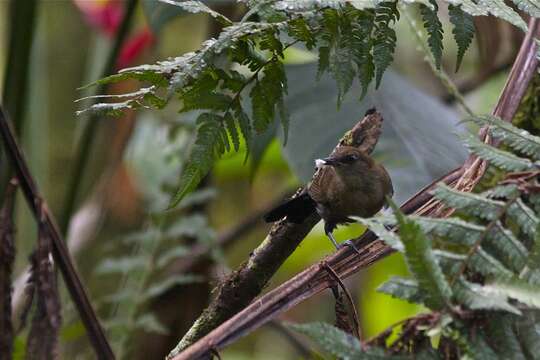 Image of White-shouldered Fire-eye