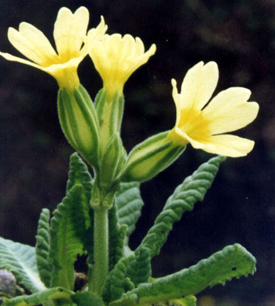 Image of oxlip