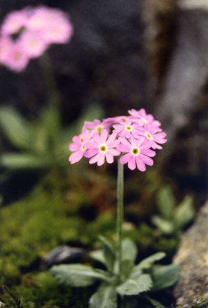 Plancia ëd Primula farinosa L.