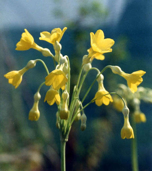 Image of Primula florindae Kingdon-Ward