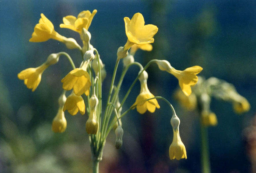 Image of Primula florindae Kingdon-Ward