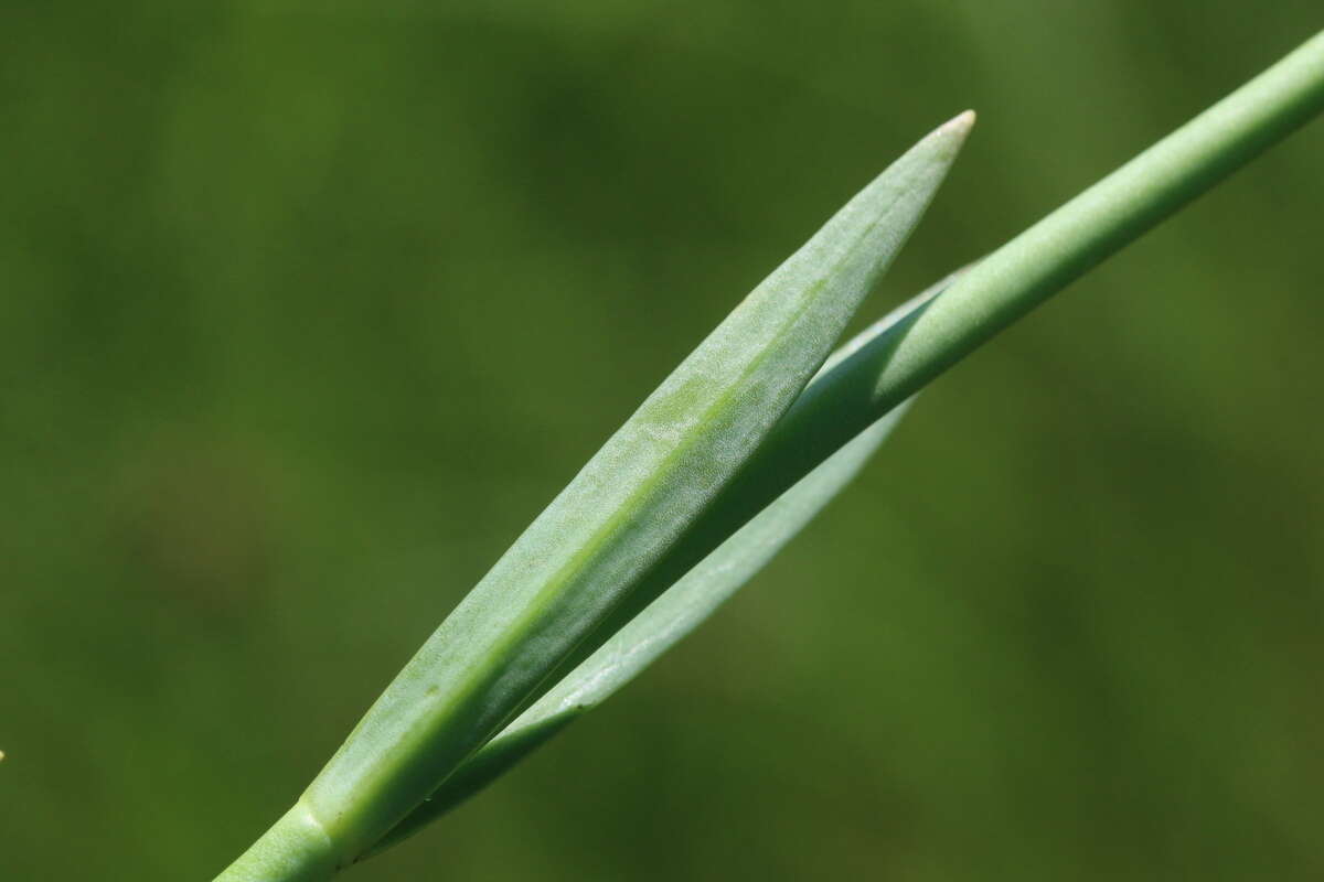 Image of Chironia palustris Burch.