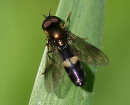 Image of Platycheirus rosarum (Fabricius 1787)