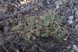 Image of Helianthemum squamatum (L.) Pers.