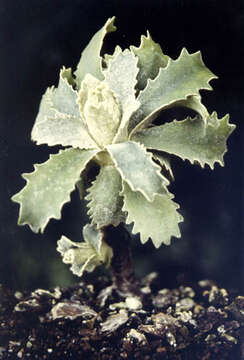 Image of Primula marginata Curtis