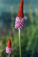 Image of Primula vialii Delavay ex Franch.