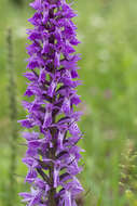 Dactylorhiza urvilleana (Steud.) H. Baumann & Künkele resmi