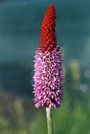 Image of Primula vialii Delavay ex Franch.