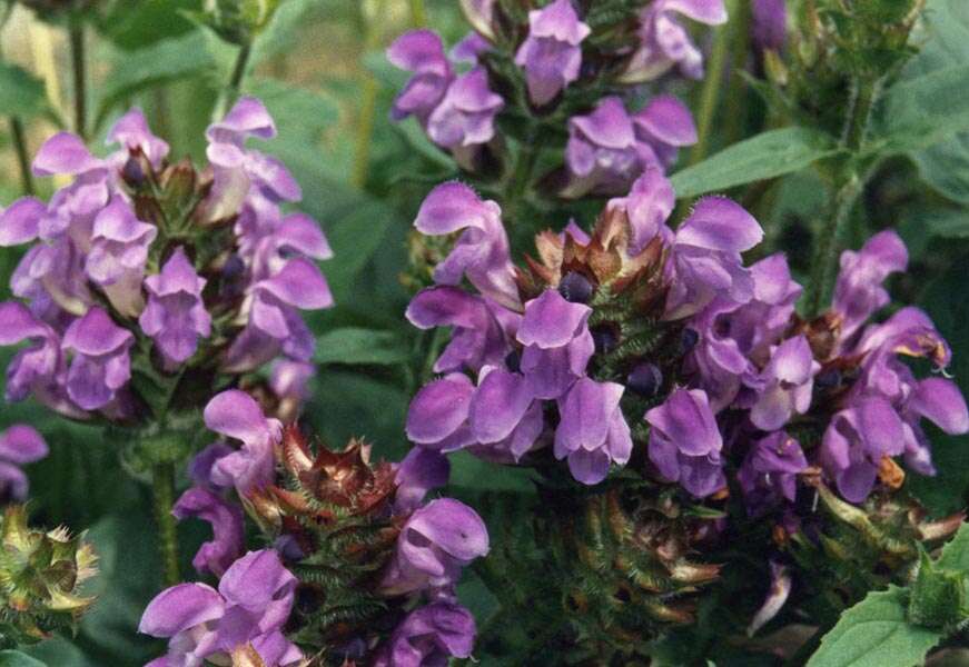 Image of large-flowered selfheal