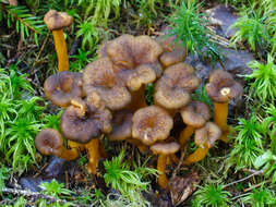 Image of Funnel Chanterelle