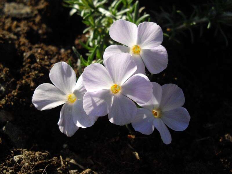 Imagem de Phlox diffusa Benth.