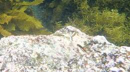 Image of Blue-ribbon wrasse