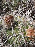 Image of Echinocereus engelmannii subsp. magnursensis