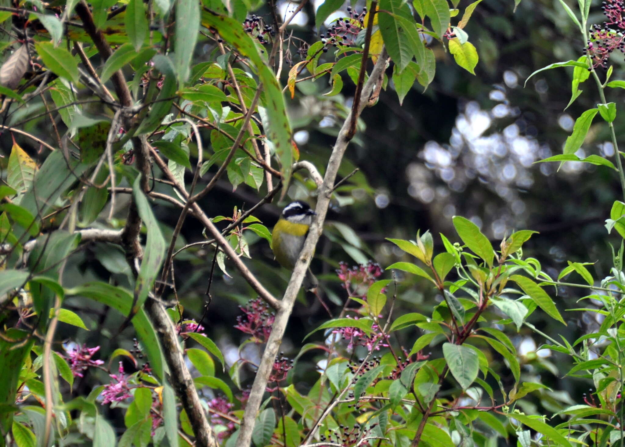 Image of Sooty-capped Bush Tanager