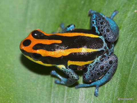 Image of Amazonian Poison Frog