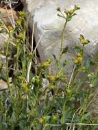 Image of Euphorbia erinacea Boiss. & Kotschy