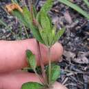 صورة Dyschoriste oblongifolia (Michx.) Kuntze