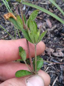 Image of oblongleaf snakeherb