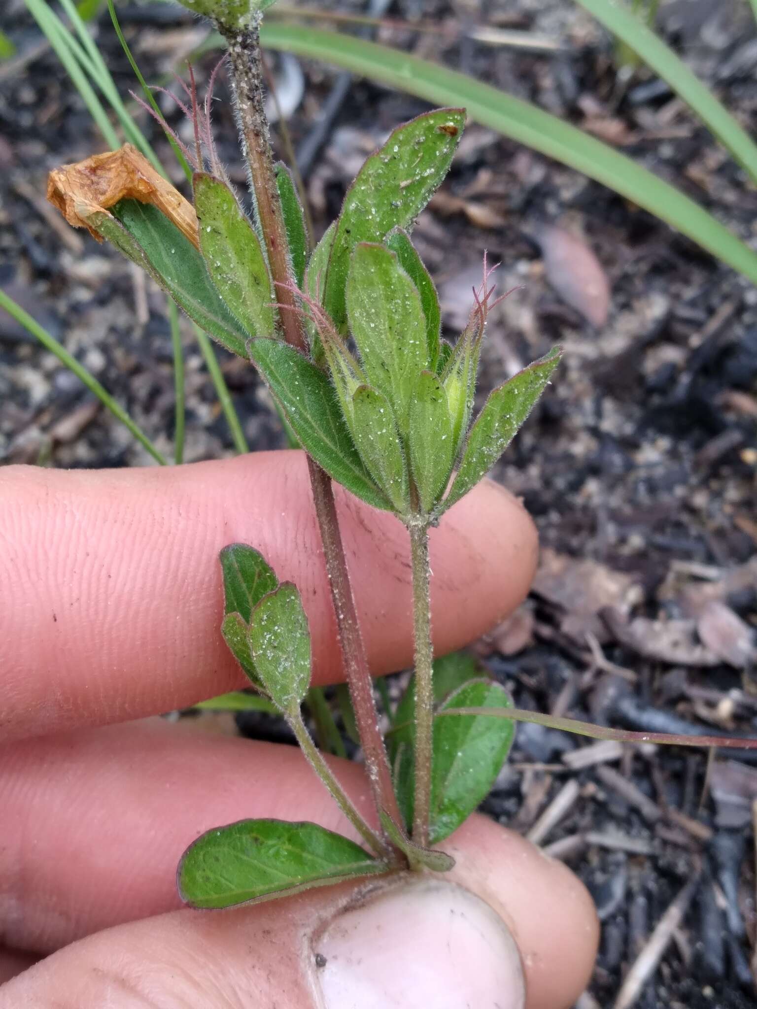 صورة Dyschoriste oblongifolia (Michx.) Kuntze