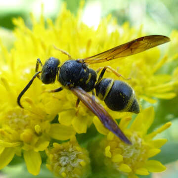 Image of Ancistrocerus campestris (de Saussure 1853)