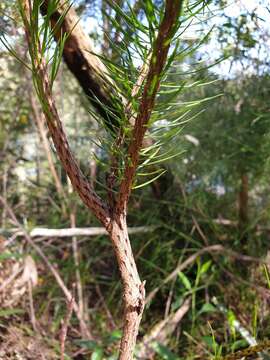 Image of Pultenaea stipularis Sm.