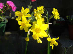 Image of rushleaf jonquil