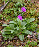 Plancia ëd Dodecatheon austrofrigidum K. L. Chambers